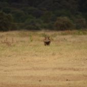  Lake Manyara, TZ